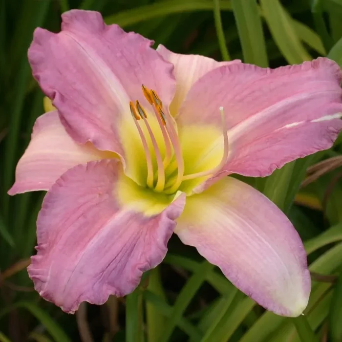 Angel Ashley Daylily – Heritage Collection