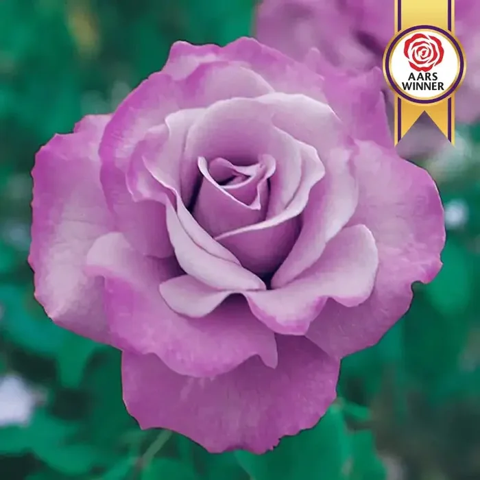 Angel Face Floribunda Rose Plant