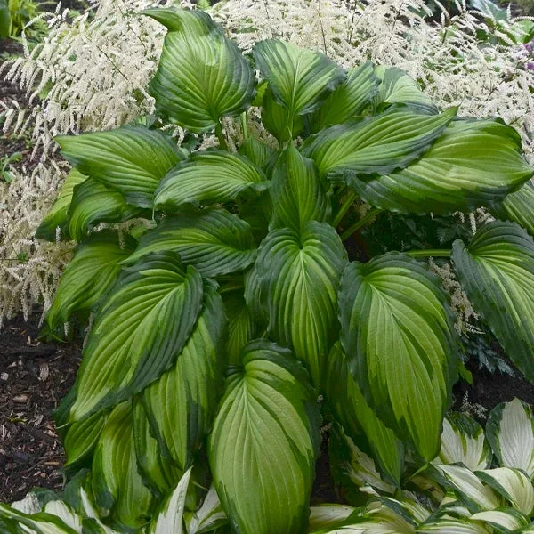 Angel Falls – Medium Hosta