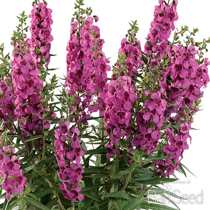 Angelonia Alonia Big Dark Pink 4.25in CF