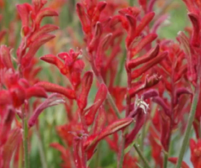 Anigozanthos ‘Bush Ballad’