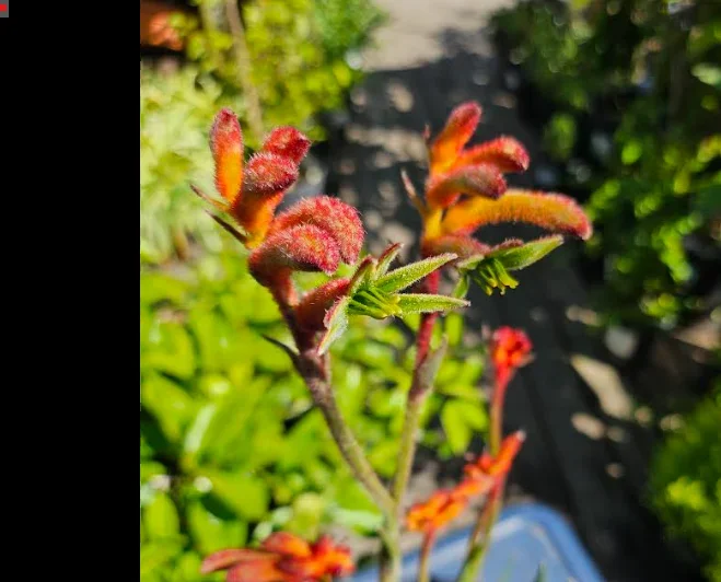 Anigozanthos ‘Bush Glow’