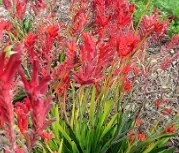 Anigozanthos ‘Bush Ranger’