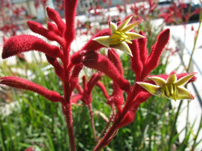 Anigozanthos ‘Big Red’ Kangaroo Paw 6″ Pot
