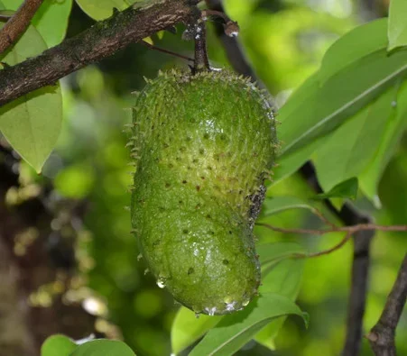 Annona muricata – Arusha Soursop Seeds