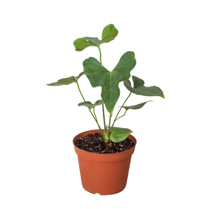 Anthurium ‘Lacy Plant’