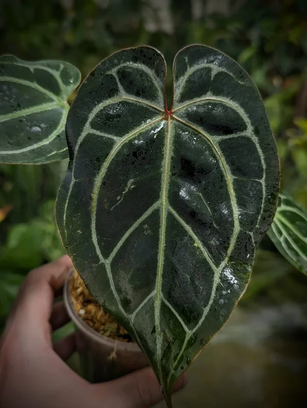 Anthurium (Black Widow x Michelle) x (Zara x Michelle)