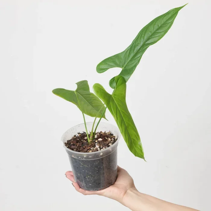 Anthurium pandurilaminum | Anthurium bullatus