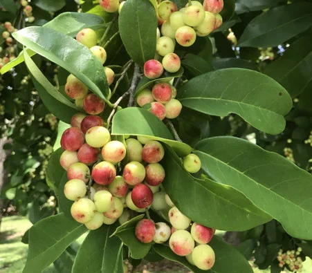 Antidesma dallachyanum – Herbert River Cherry