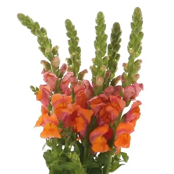 Antirrhinum (x 5 Individual Stems) – Orange