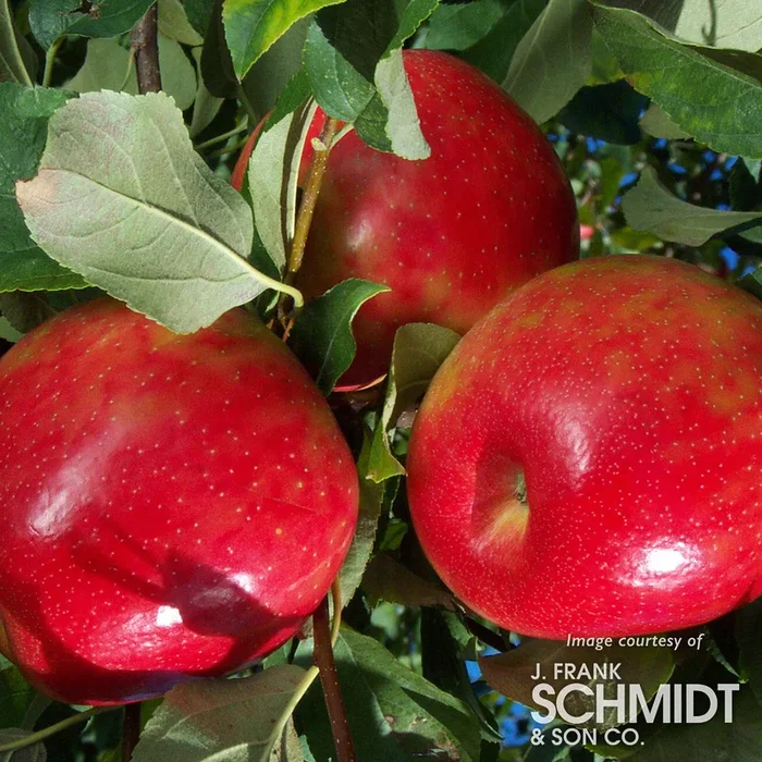 Apple Honeycrisp 7gal