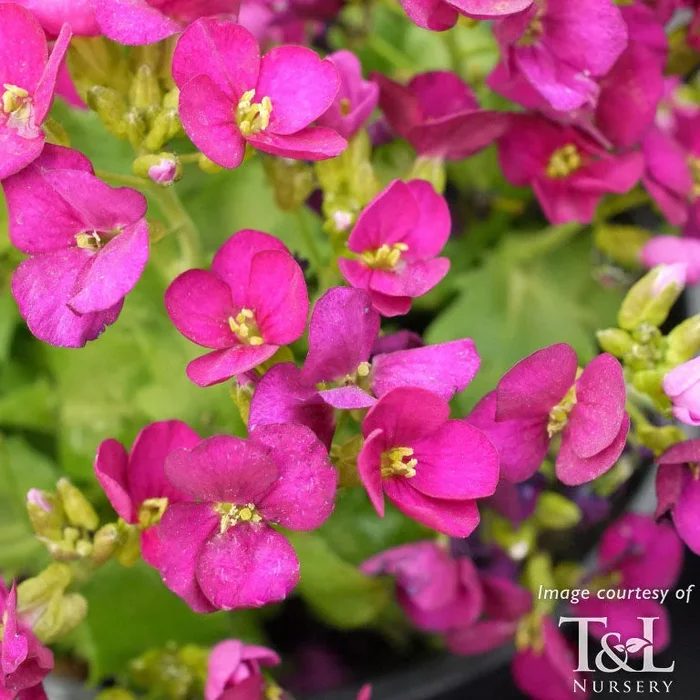 Arabis blepharophylla Little Treasure Deep Rose Qrt