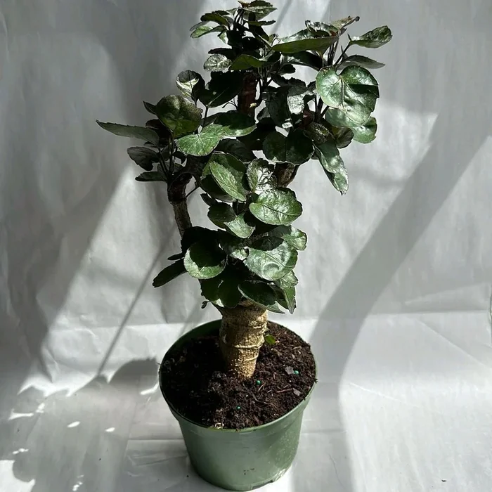 Aralia Fabian Tree