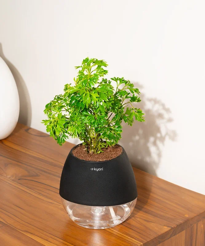 Aralia Green Plant With Nova Self Watering Pot