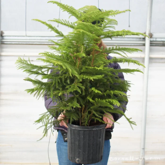 Araucaria heterophylla 10in Norfolk Island Pine