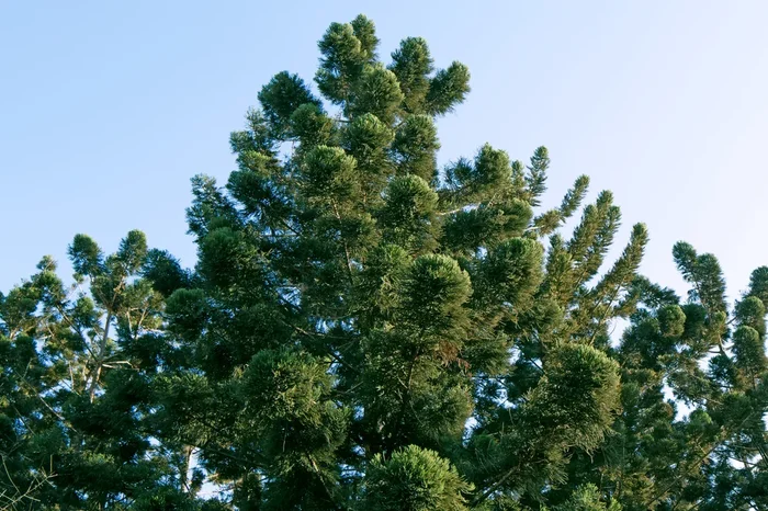 Araucaria ‘Hoop Pine’