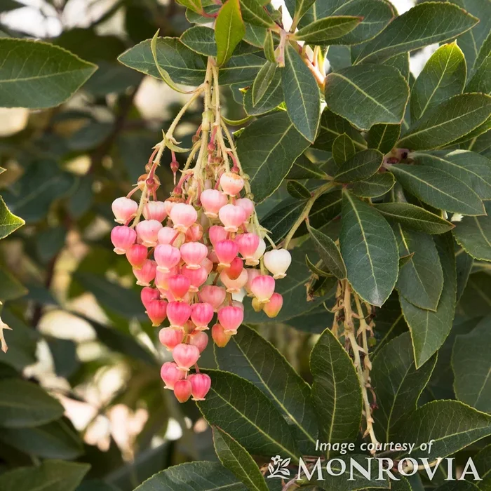 Arbutus Marina 15gal 6-7ft Standard Strawberry Tree