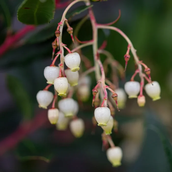 Arbutus unedo 8ft Standard Strawberry Tree 2cal