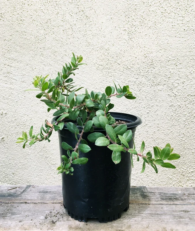 Arctostaphylos edmundsii ‘Carmel Sur’ , Groundcover manzanita