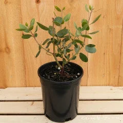 Arctostaphylos m. St. Helena 1gal Manzanita