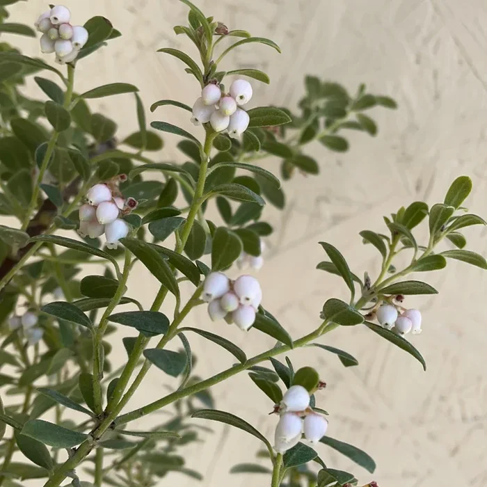 Arctostaphylos pumila, Sandmat Manzanita