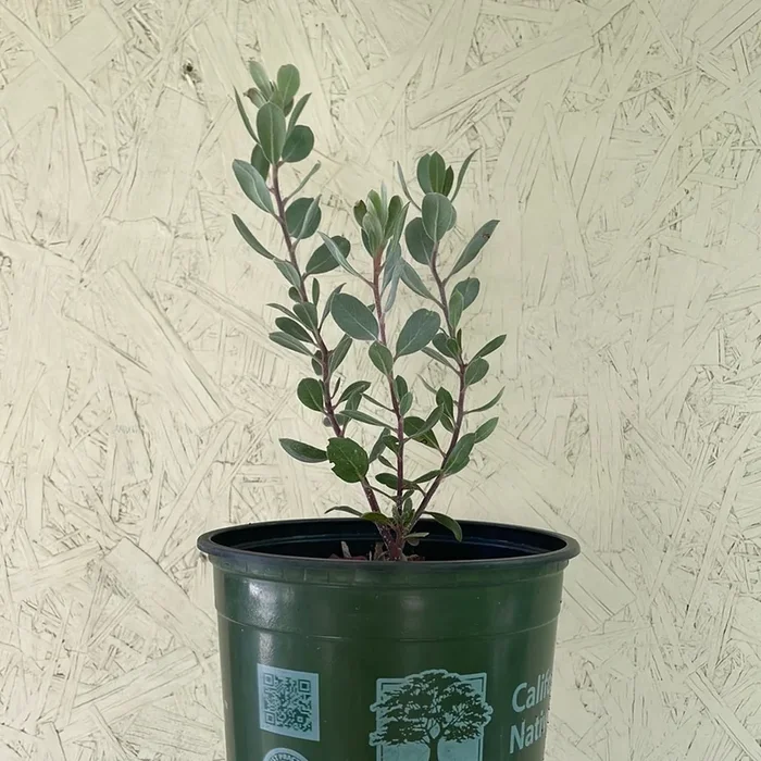 Arctostaphylos silvicola ‘Ghostly’