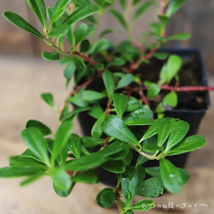Arctostaphylos u Kinnikinnick Massachusetts Strain 4in