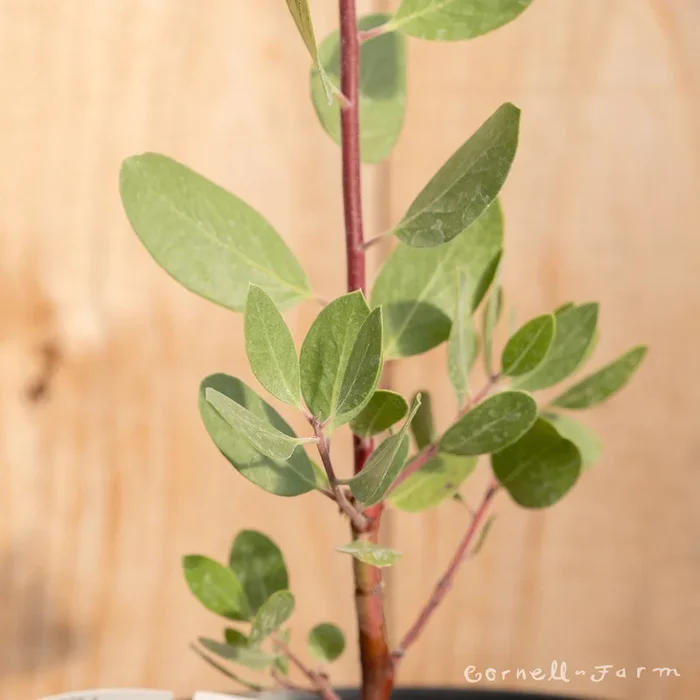 Arctostaphylos x. Austin Griffiths 3gal Manzanita