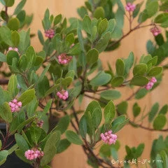 Arctostaphylos x c. Chieftain 7gal. Manzanita