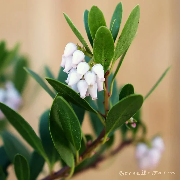 Arctostaphylos x c. Panchito 10gal Manzanita