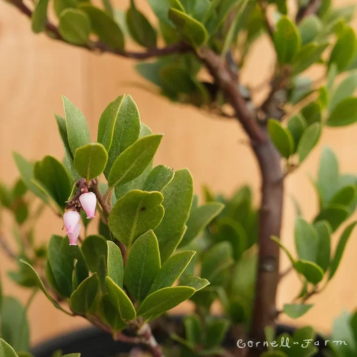 Arctostaphylos x c. Panchito 1gal. Manzanita