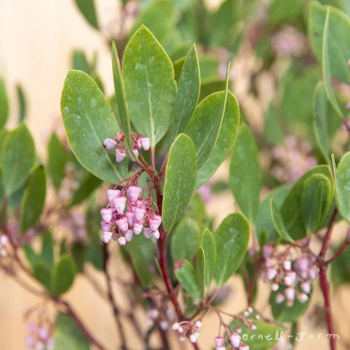 Arctostaphylos x. Sonoma 1gal Manzanita