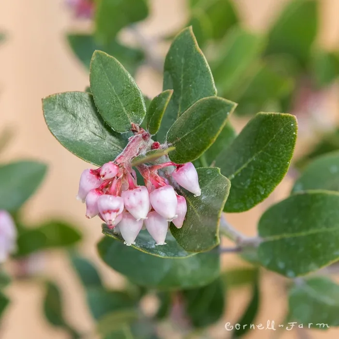 Arctostaphylos x Sunset 1gal Manzanita
