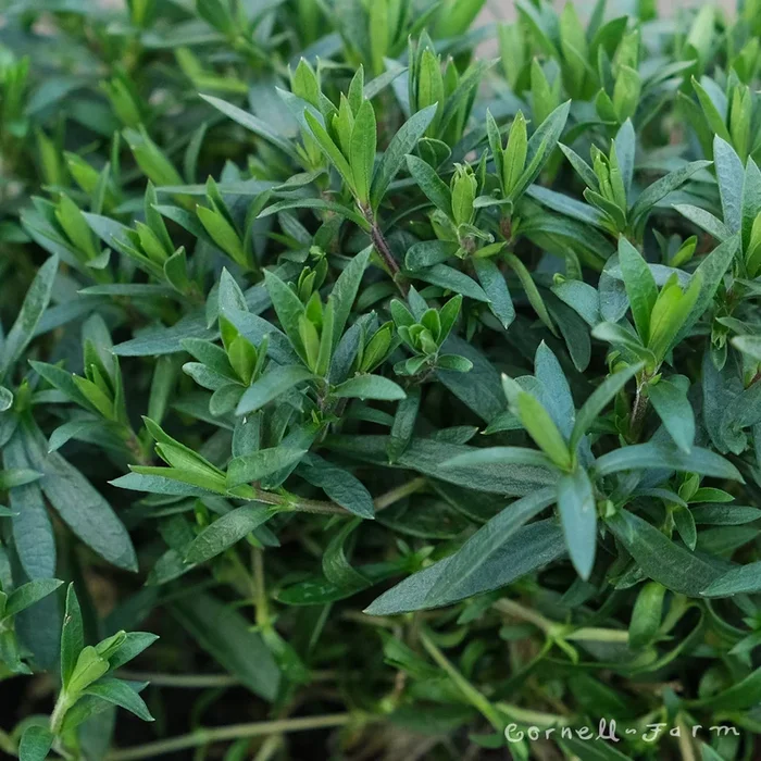 Arenaria montana 4in Sandwort