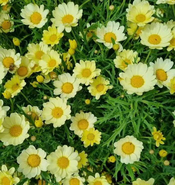 Argyranthemum ‘Angelic™ Lemon Pastel’ Daisy 3″ Pot