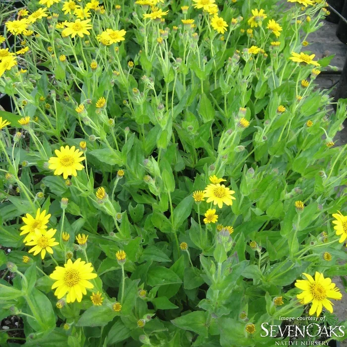 Arnica amplexicaulis 1gal. Streambank/clasping arnica