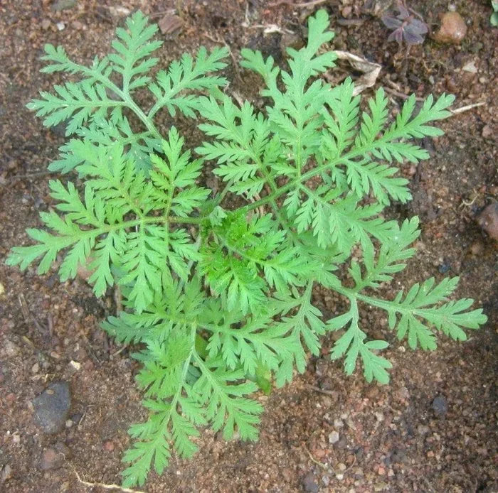 Artemisia ‘Common Wormwood’ 4″ Pot