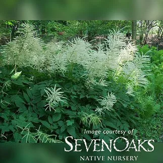 Aruncus dioicus 1gal Goatsbeard