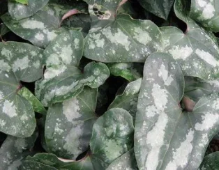Asarum splendens ‘Quicksilver’