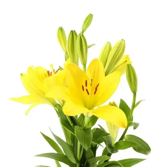 Asiatic Lily (x 4 Individual Stems) – Yellow