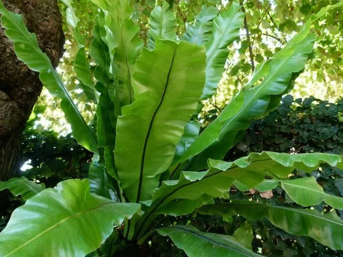 Asplenium ‘Birds Nest Fern’ 8″ Pot