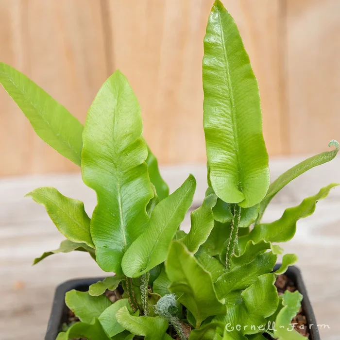 Asplenium s. Hart’s Tongue 1gal Fern