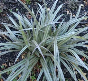 Astelia nervosa