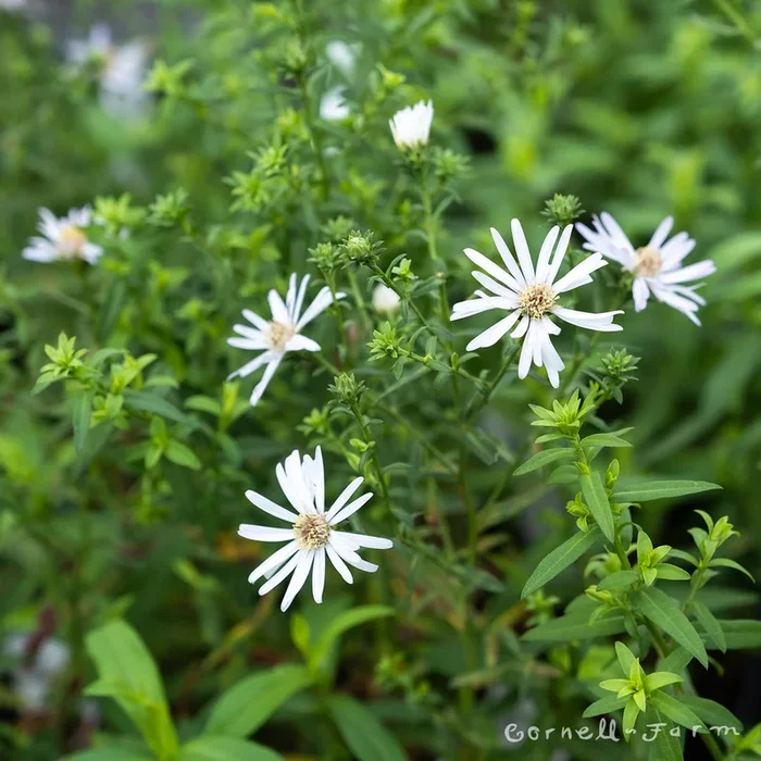 Aster hallii 2Qrt Hall’s Aster