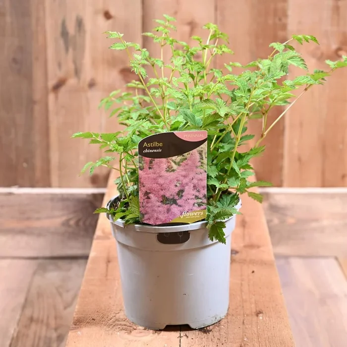 Astilbe Chinensis 3L