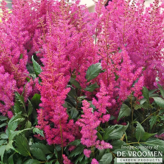 Astilbe Elisabeth van Veen 1gal CF