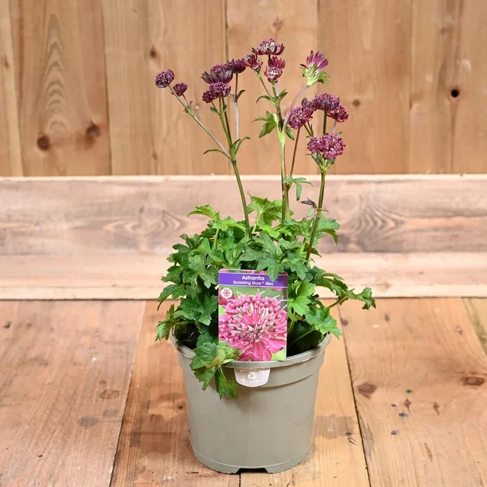 Astrantia Sparkling Stars Red 3L