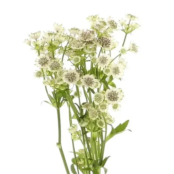 Astrantia (x 5 Individual Stems) – White