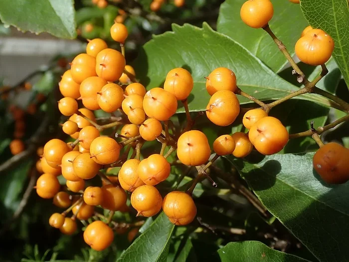Auranticarpa rhombifolia
