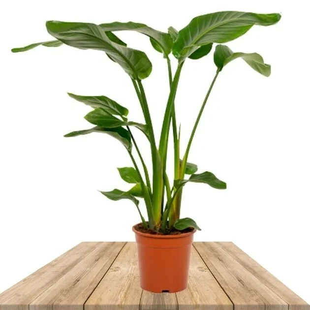 AVE DEL PARAÍSO 75CM (STRELITZIA NICOLAI)